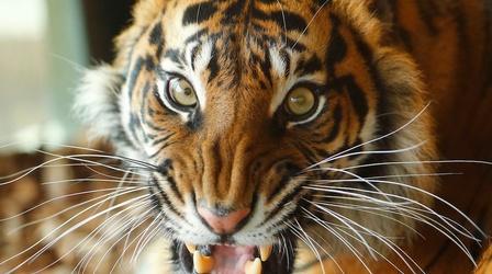 Video thumbnail: PBS NewsHour How trafficking tigers became an 'industrial enterprise'