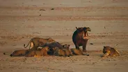 Young Hippo Mourns Mother's Death