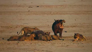 Young Hippo Mourns Mother's Death