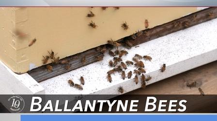 Video thumbnail: Carolina Impact Saving Ballantyne's Bees