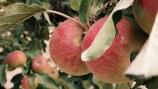 Apple Country