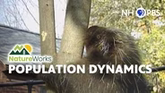 Population Dynamics