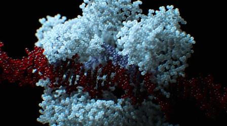 Video thumbnail: NOVA How CRISPR Works in Nature