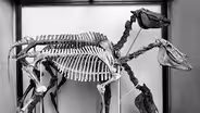 Preview of "Prehistoric Idaho"