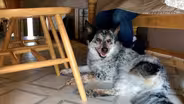 Covid Canines