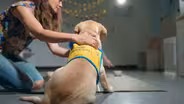 Puppy IQ: How Canine Smarts Evolved with Humans