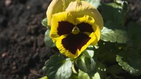 Video thumbnail: Backyard Farmer Backyard Farmer: Extended Weather Forecast for Season