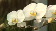 Virginia Home Grown: Orchid Station