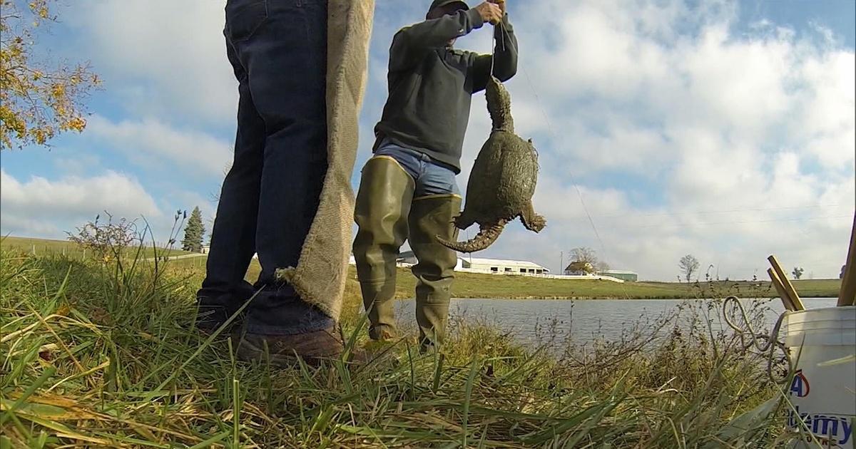 Kentucky Afield Rabbit Hunt; Venison Recipe; Catching Turtles