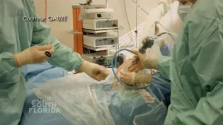"GAUZE: Unraveling Global Healthcare"