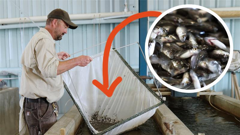 at Baby striped bass in a hatchery at the Edenton National Fish Hatchery.