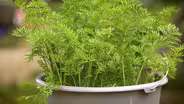 Container Veggies