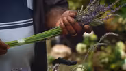 Uses for Lavender