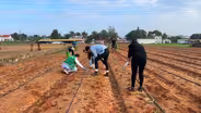 Israelis volunteer on farms to save agricultural supply