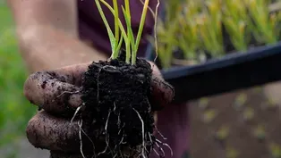 No-till Farming