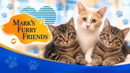 Shylo, Houston and Dallas | Mark's Furry Friends