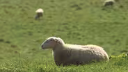 Dancing Ewe Farm | Preview