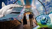 Shark Reef & Mermaids: Beneath the Surface