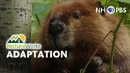 Adaptation