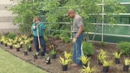 Planting Shrubs in Wet Soils