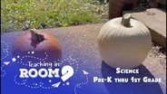 Pumpkin Science | PreK Science