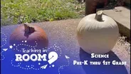 Pumpkin Science | PreK Science