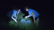 What happens in a marsh at night