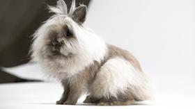 Video thumbnail: Nature Remarkable Rabbits