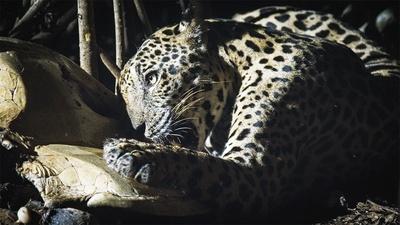 How a Jaguar's Hunt Feeds a Forest