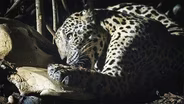 How a Jaguar's Hunt Feeds a Forest