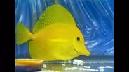 Hodgepodge Lodge: Saltwater Aquarium