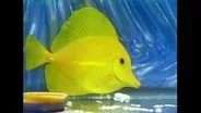 Hodgepodge Lodge: Saltwater Aquarium