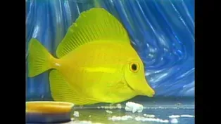 Hodgepodge Lodge: Saltwater Aquarium