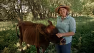 Inga's Jersey Cows