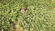 Common Wealth Seed Growers