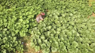 Common Wealth Seed Growers