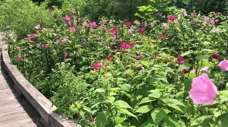Video thumbnail: Chicago Tonight Flowers in Bloom at Sand Ridge Nature Center