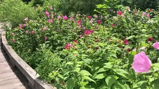 Flowers in Bloom at Sand Ridge Nature Center