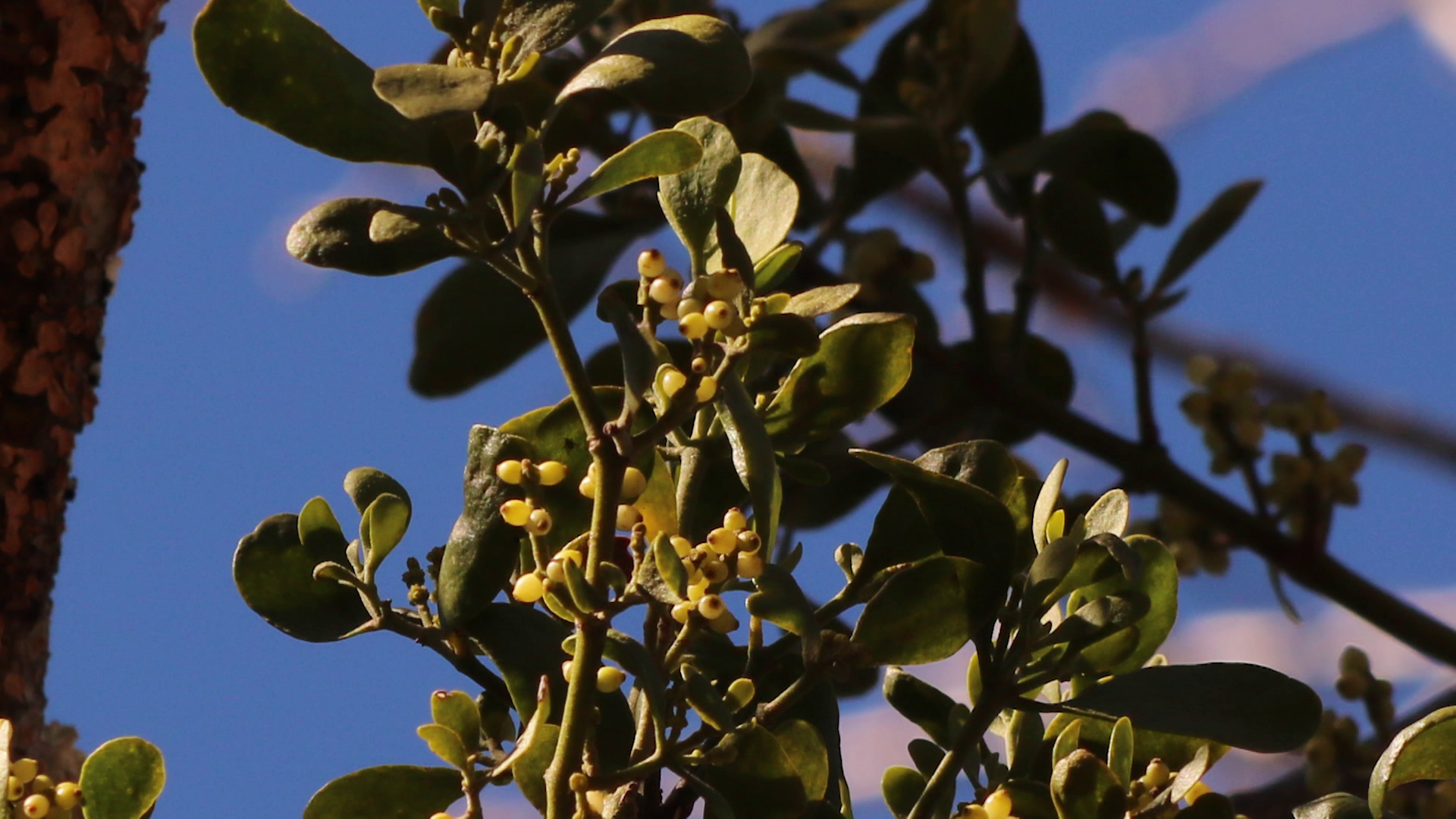 Did You Know Mistletoe Grows On Trees?