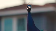 Our Neighbors, the Peacocks