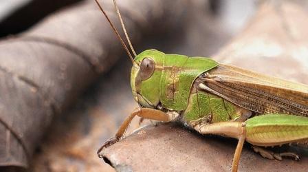 Video thumbnail: Backyard Farmer Grasshoppers & Lone Star Ticks