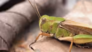 Grasshoppers & Lone Star Ticks