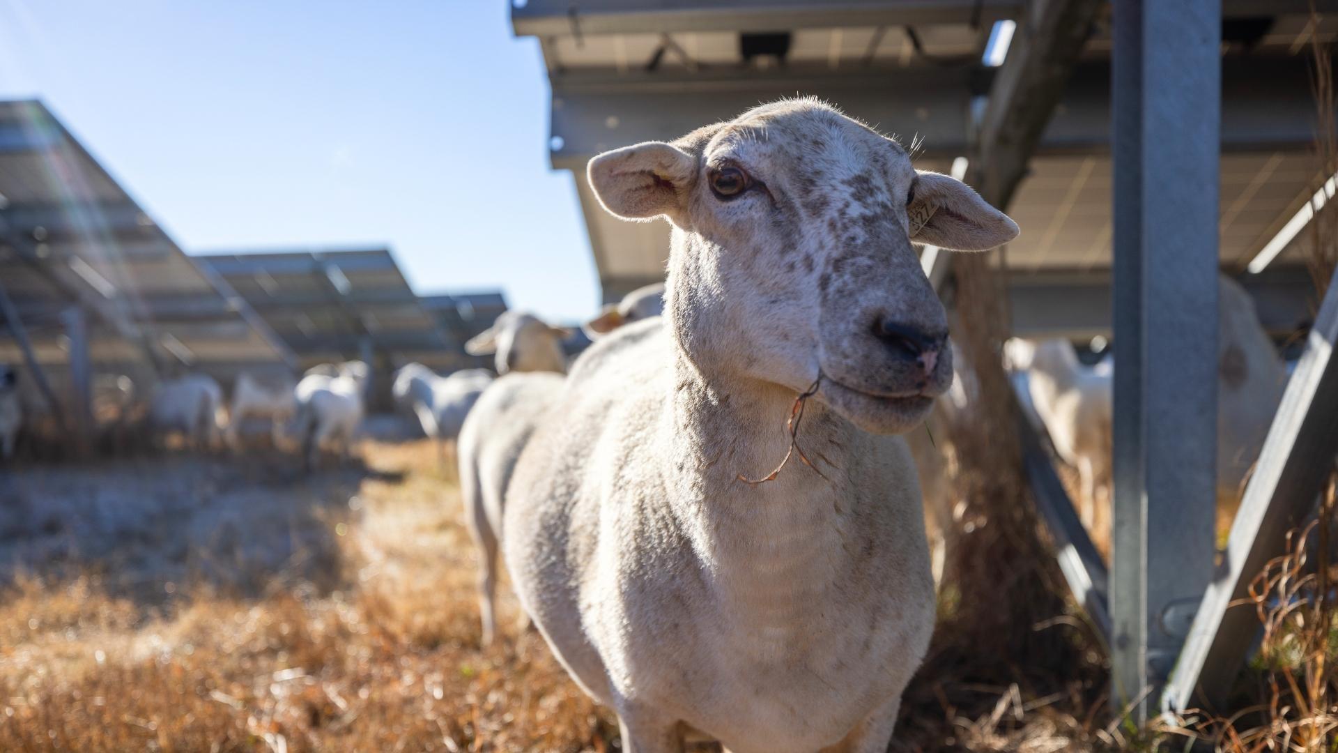 A sheep in the shade of a solar panel.