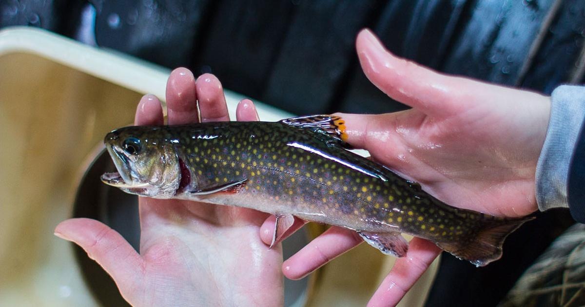 Stream-Born & Wild (Brook Trout) - Pumpkin