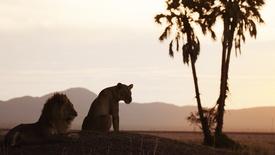 Salvation | Katavi: Africa's Fallen Paradise: asset-mezzanine-16x9