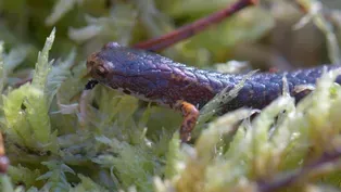 Four-Toed Salamander