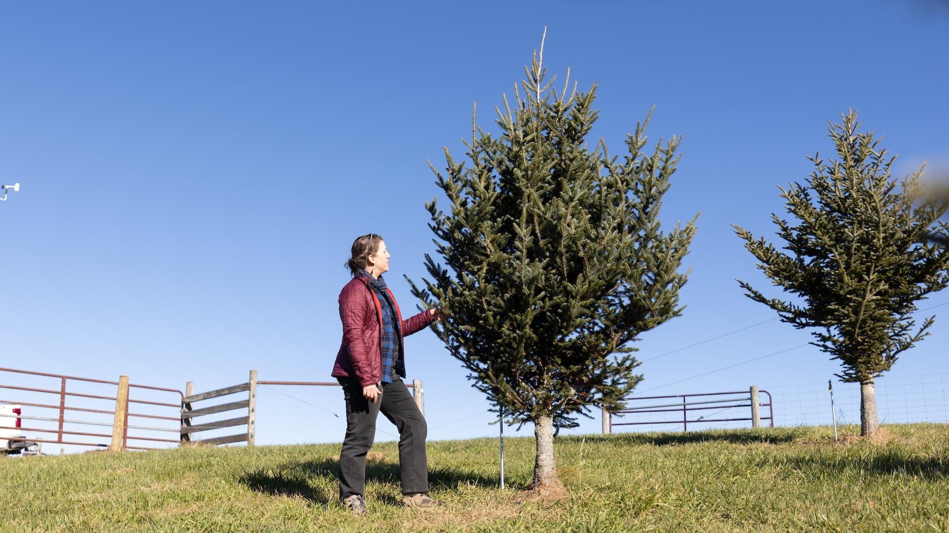 Person wearing a red jacket touching a small evergreen tree in a grassy field with a fence in the background.