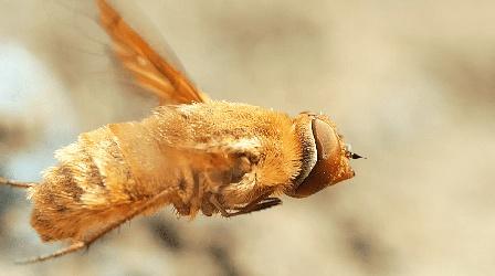 Video thumbnail: Deep Look This Fly Torpedoes a Bindweed Bee's Nest