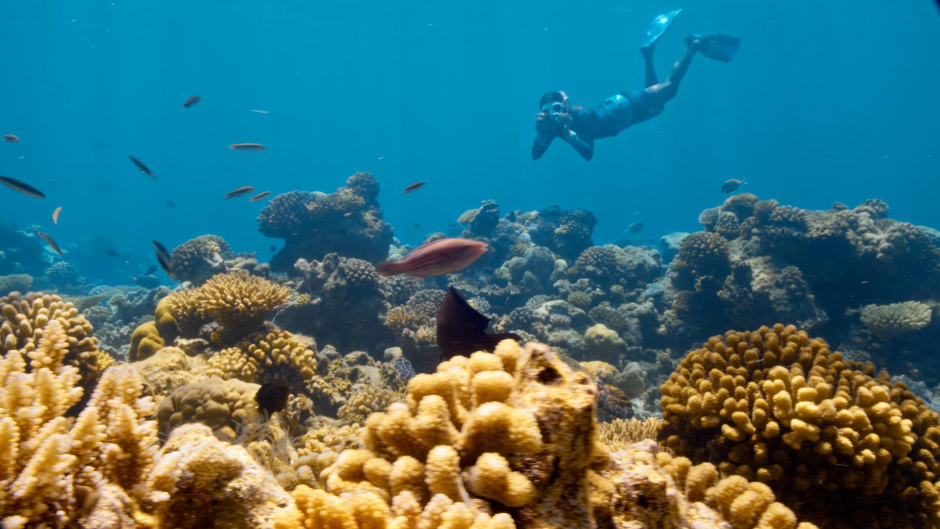 A diver examines coral reefs underwater