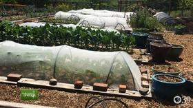 Video thumbnail: You Bet Your Garden You Bet Your Garden Ep: 38